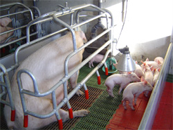 Schweinestalltechnik